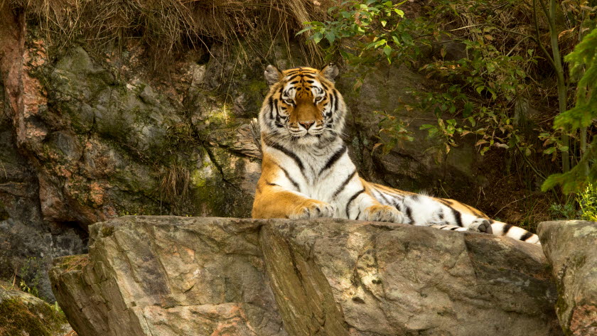 Bild på tiger.