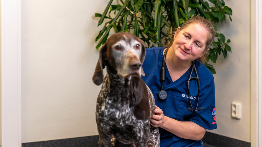 Bild på Julia Engqvist, vd för Lapplands Djurklinik, med vorstehn Kiro, snart 11 år.