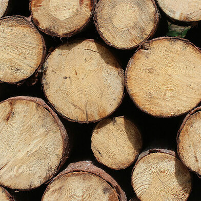 Wood