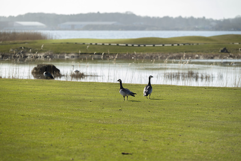 Bild på en av golfklubbens vårmarker.