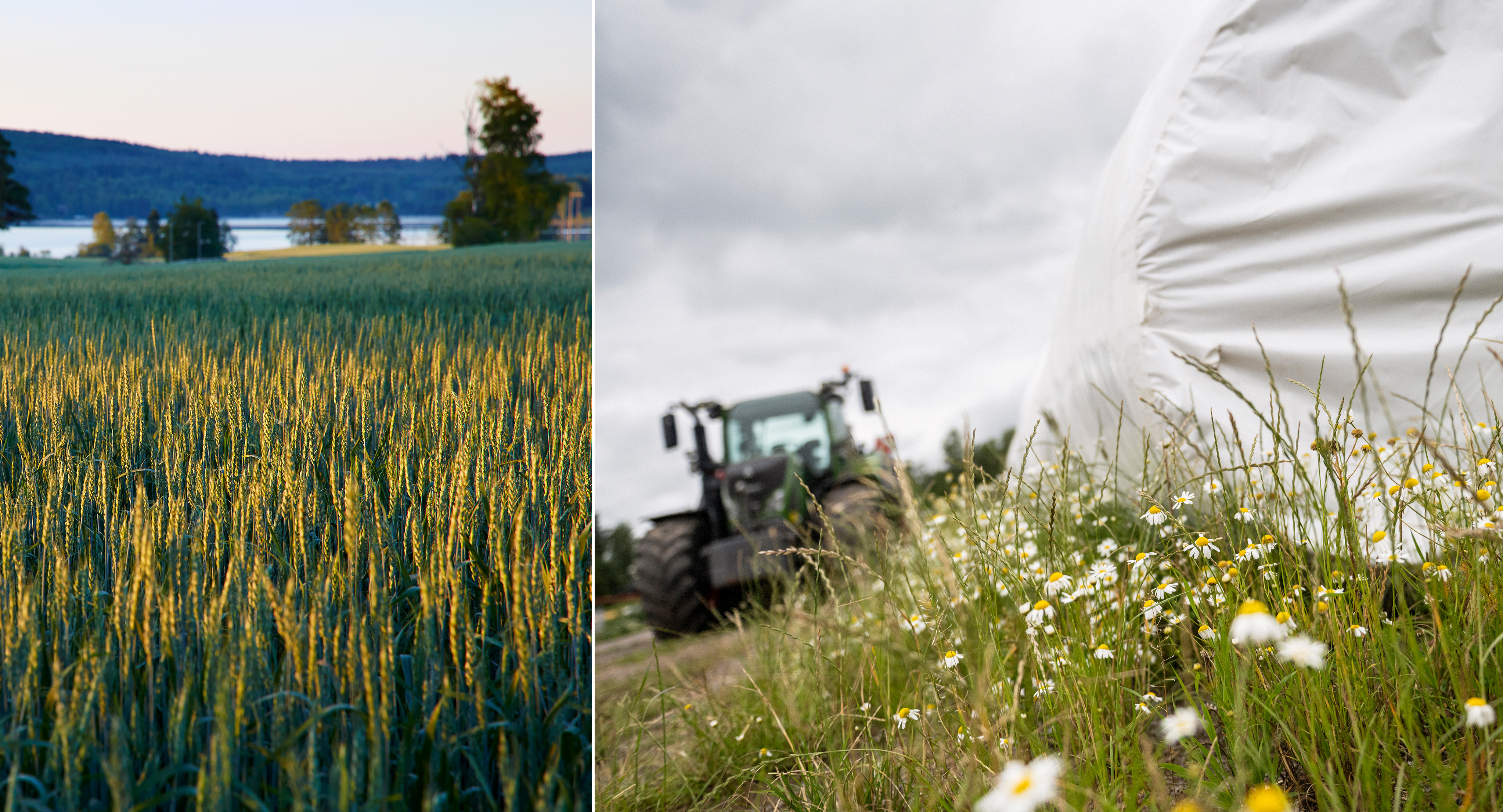 Kollage med bild på fält samt hösilage med traktor i bakgrunden.