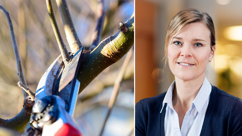 Genrebild på trädsax och bild på Camilla Backlund.