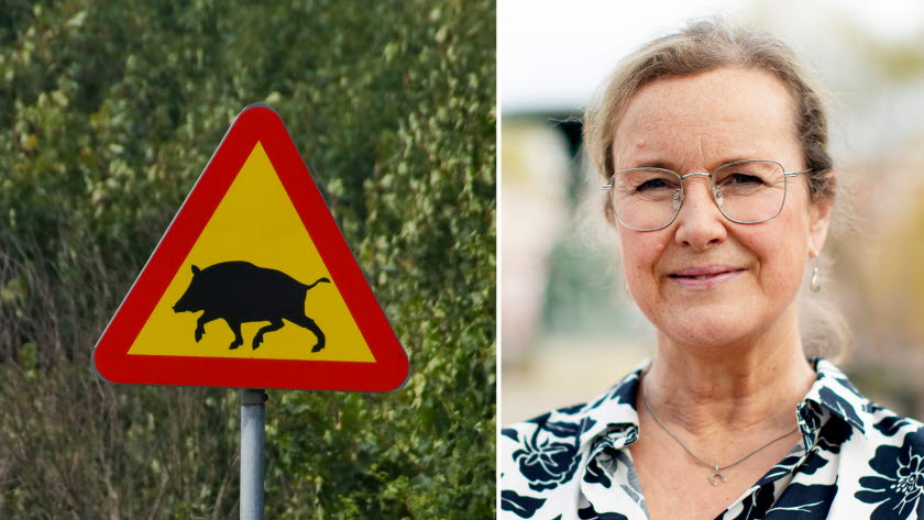 Bild på vägskylt (varning för vildsvin) och Annika Bergman
