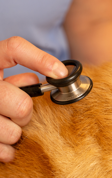 Mjönäs Djurklinik tar varje år emot cirka 7 000 besök av hundar, katter och gnagare.