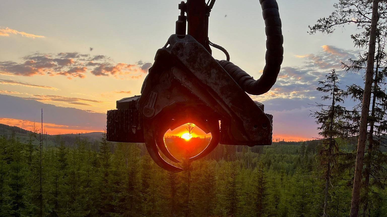 Vinnare av 2024 års bild.