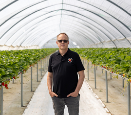 Fredrik Hörenius, vd för Ulvagubben, framför jordgubbsland.