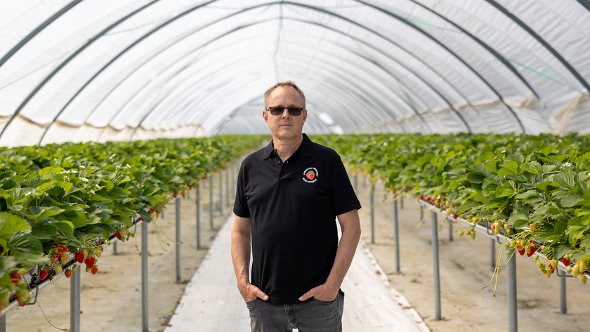 Fredrik Hörenius, vd för Ulvagubben, framför jordgubbsland.