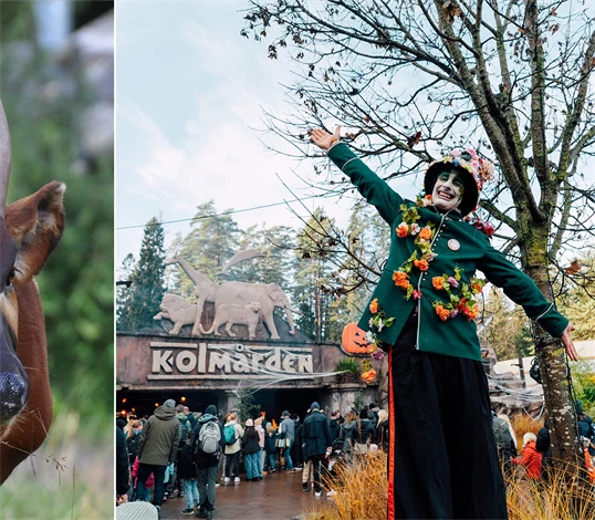 Bild på bongoantilop och från Kolmården i Halloweenskrud.