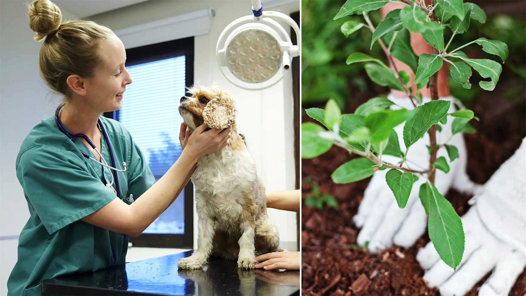 Genrebild på veterinär och trädgårdsmästare.