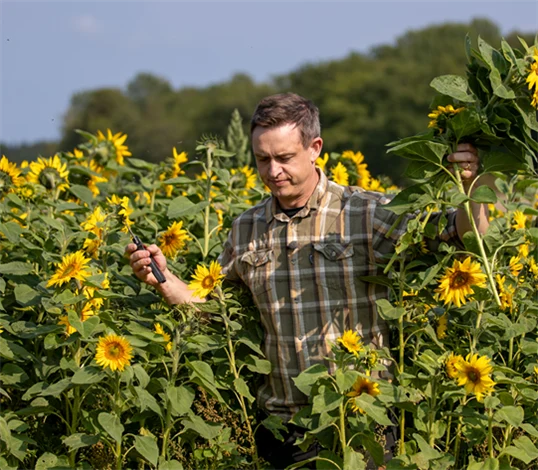 Bild på Arvid Lindgren bland solrosor.