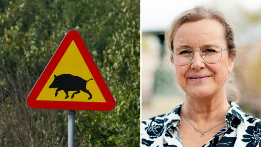 Bild på vägskylt (varning för vildsvin) och Annika Bergman
