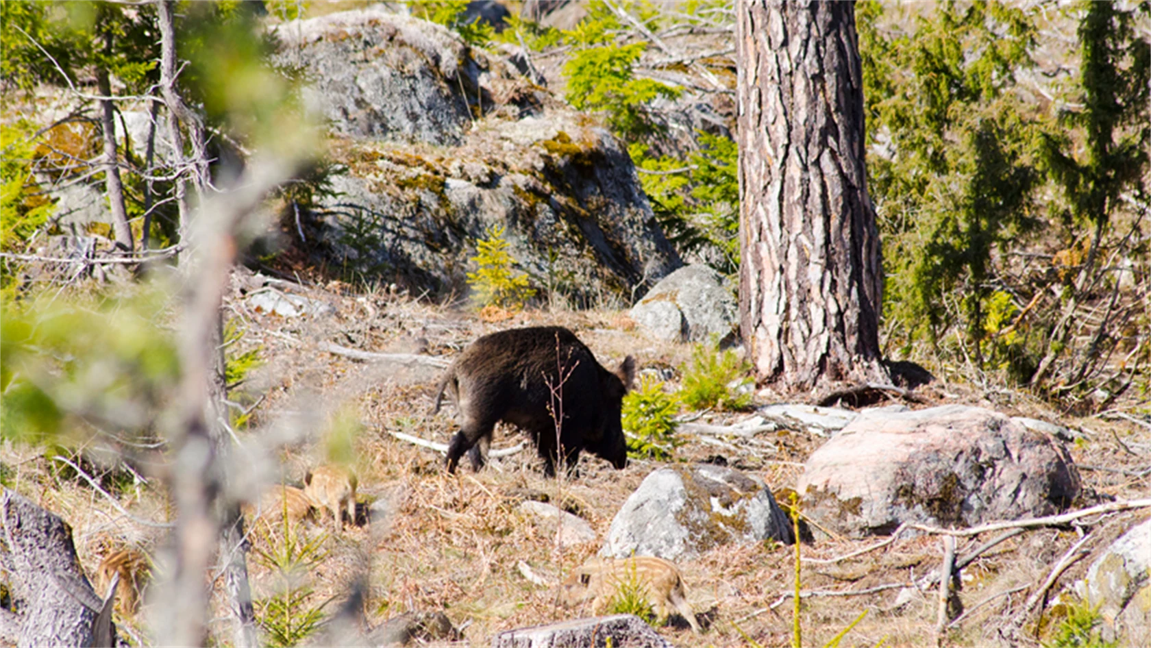 Bild på vildsvin i skogen.