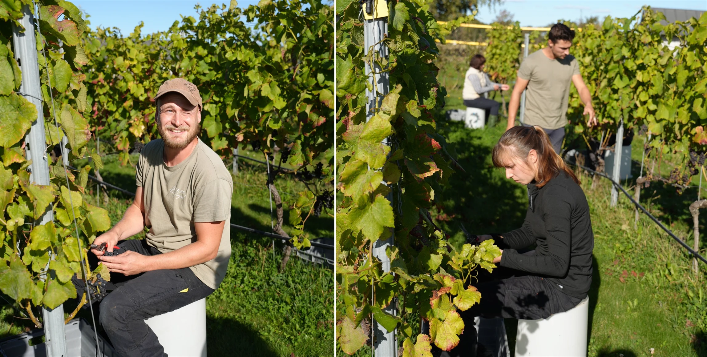 Bild på personer som skördar pinot noir-druvor.