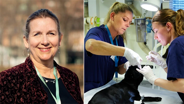 Elisabet Ellström, ordförande Svensk Djursjukvård.