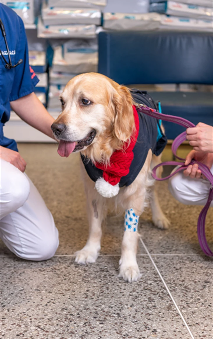 Bild på golden retrievern Athena, 8 år, som besöker Lapplands Djurklinik.