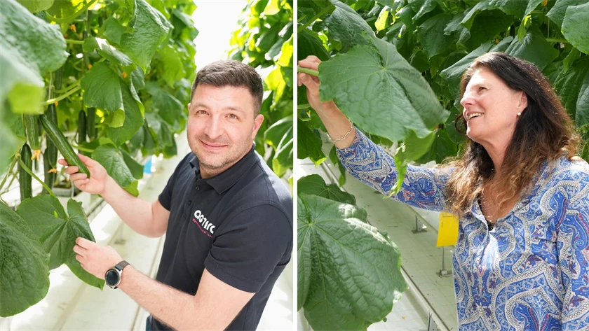 Bild på Dumitru Mititelu, driftschef, och Berit Fryklund, kommunikationschef på Agtira, i växthus.