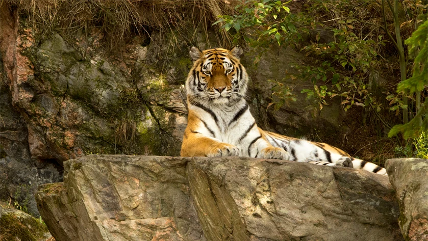 Bild på tiger.