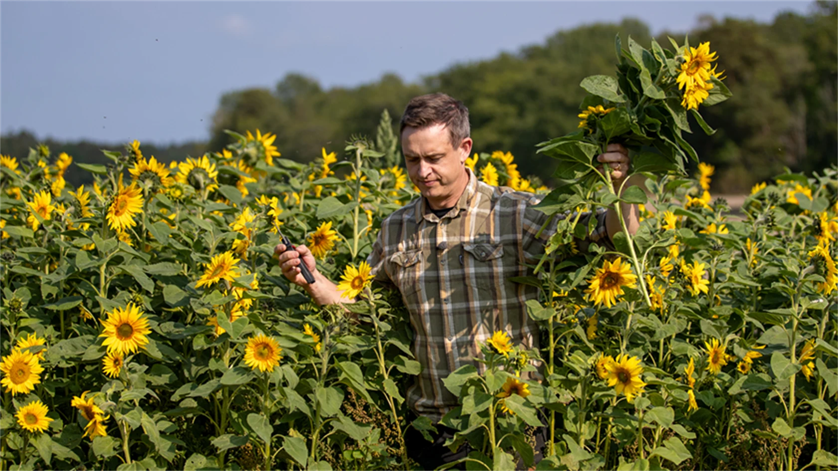 Bild på Arvid Lindgren bland solrosor.
