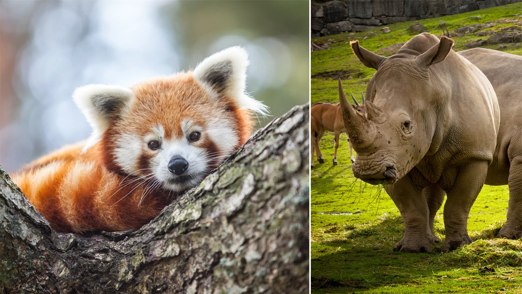 Bilder från medlemsföretaget Kolmårdens djurpark. 