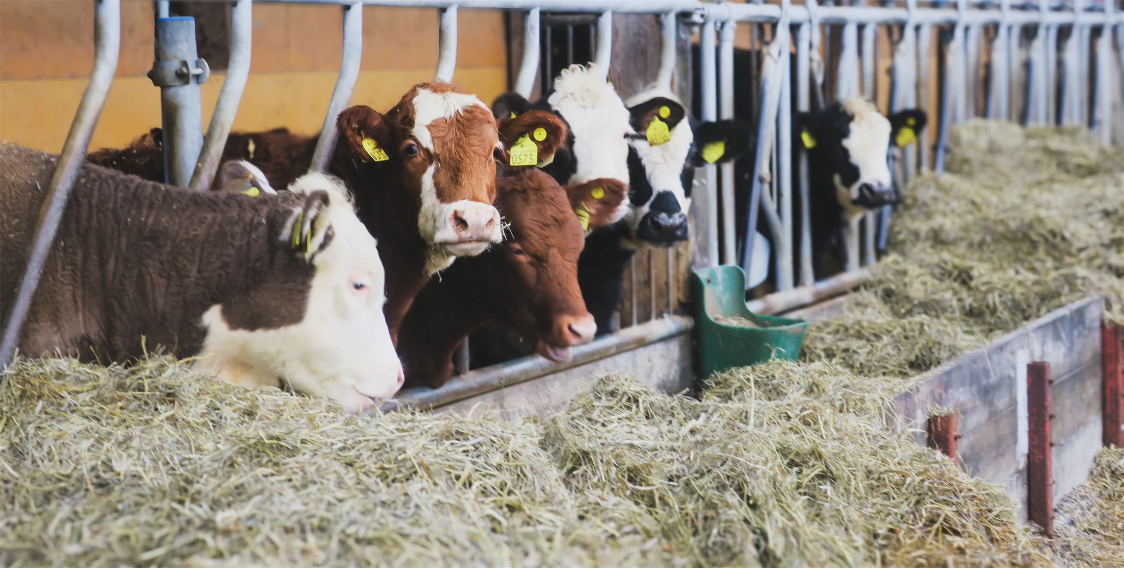 Bild på dikor i ladugård.