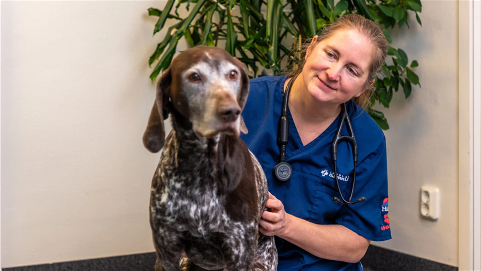 Bild på Julia Engqvist, vd för Lapplands Djurklinik, med vorstehn Kiro, snart 11 år.